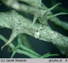 Evernia divaricata (mąkla rozłożysta)