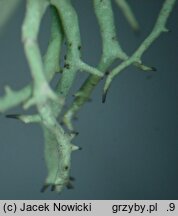 Evernia divaricata (mąkla rozłożysta)