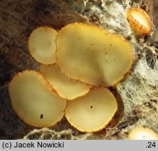 Arachnopeziza aurelia (pajęczynkokustrzebka złotożółta)