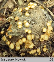 Arachnopeziza aurelia (pajęczynkokustrzebka złotożółta)