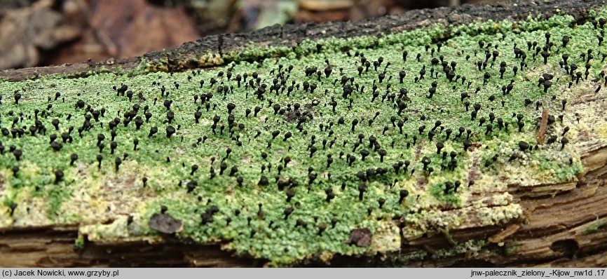 Calicium viride (pałecznik zielony)