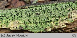 Calicium viride (pałecznik zielony)