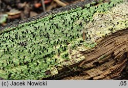 Calicium viride (pałecznik zielony)