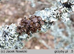 Cetraria sepincola (płucnica płotowa)