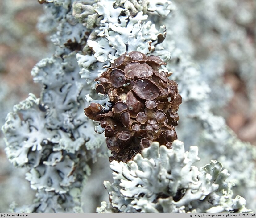 Cetraria sepincola (płucnica płotowa)