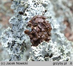 Cetraria sepincola (płucnica płotowa)