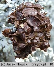 Cetraria sepincola (płucnica płotowa)