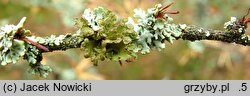 Cetraria sepincola (płucnica płotowa)