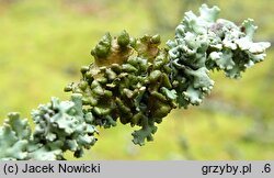 Cetraria sepincola (płucnica płotowa)