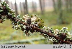 Cetraria sepincola (płucnica płotowa)