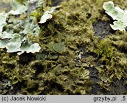Melanohalea exasperatula (przylepniczka łuseczkowata)