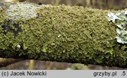 Melanohalea exasperatula (przylepniczka łuseczkowata)