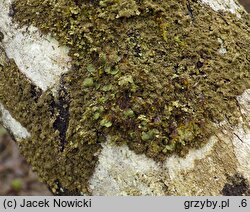 Melanohalea exasperatula (przylepniczka łuseczkowata)