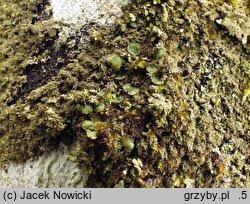 Melanohalea exasperatula (przylepniczka łuseczkowata)