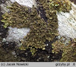Melanohalea exasperatula (przylepniczka łuseczkowata)