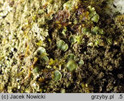 Melanohalea exasperatula (przylepniczka łuseczkowata)