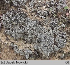 Diploschistes muscorum (słojecznica mchowa)