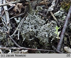 Diploschistes muscorum (słojecznica mchowa)