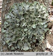 Pleurosticta acetabulum (wabnica kielichowata)