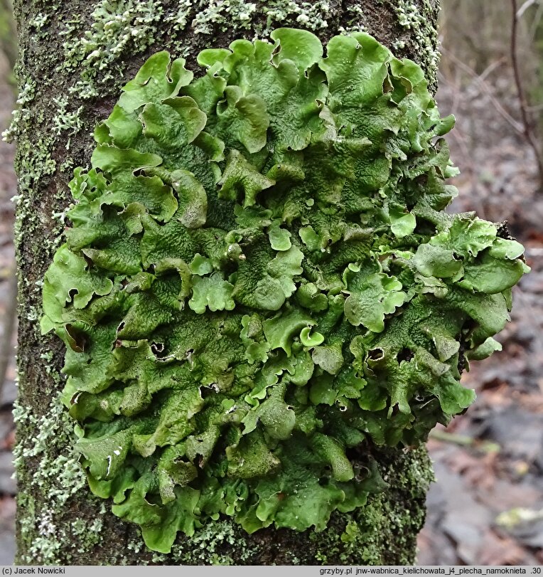 Pleurosticta acetabulum (wabnica kielichowata)