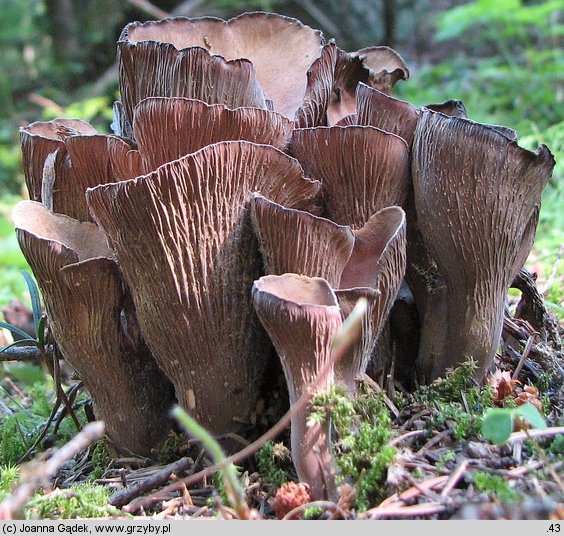 Gomphus clavatus (siatkoblaszek maczugowaty)