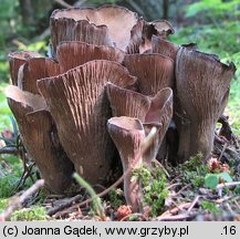 Gomphus clavatus (siatkoblaszek maczugowaty)