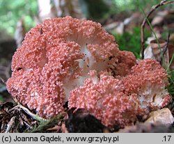 Ramaria botrytis (koralówka czerwonowierzchołkowa)