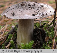 Tricholoma portentosum (gąska niekształtna)