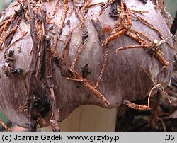 Tricholoma portentosum (gąska niekształtna)