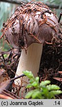 Tricholoma portentosum (gąska niekształtna)