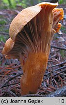 Chroogomphus helveticus (klejek alpejski)