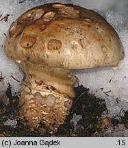 Catathelasma imperiale (dwupierścieniak cesarski)