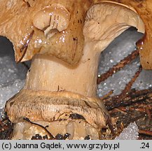 Catathelasma imperiale (dwupierścieniak cesarski)