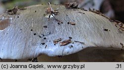 Tricholoma portentosum (gąska niekształtna)