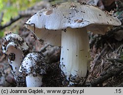 Tricholoma portentosum (gąska niekształtna)