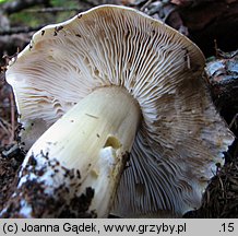 Tricholoma portentosum (gąska niekształtna)