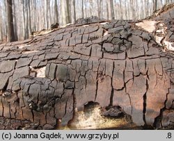 Inonotus obliquus (błyskoporek podkorowy)