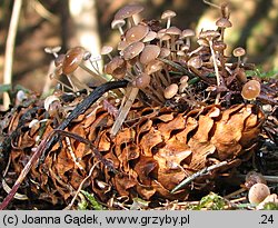 Strobilurus esculentus (szyszkówka świerkowa)