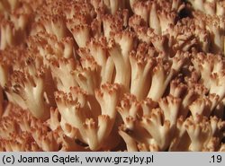 Ramaria botrytis (koralówka czerwonowierzchołkowa)