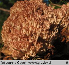 Ramaria botrytis (koralówka czerwonowierzchołkowa)