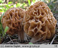 Morchella esculenta (smardz jadalny)