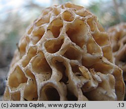 Morchella esculenta (smardz jadalny)