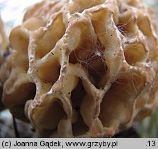 Morchella esculenta (smardz jadalny)