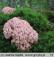 Ramaria botrytis (koralówka czerwonowierzchołkowa)