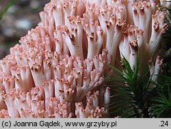 Ramaria botrytis (koralówka czerwonowierzchołkowa)