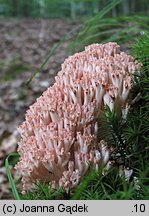 Ramaria botrytis (koralówka czerwonowierzchołkowa)