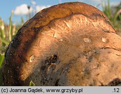 Catathelasma imperiale (dwupierścieniak cesarski)