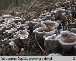 Phellodon tomentosus (korkoząb kieliszkowaty)