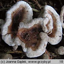 Phellodon tomentosus (korkoząb kieliszkowaty)