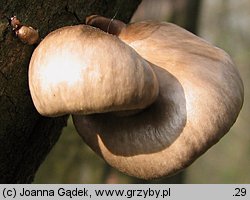 Pleurotus calyptratus (boczniak topolowy)